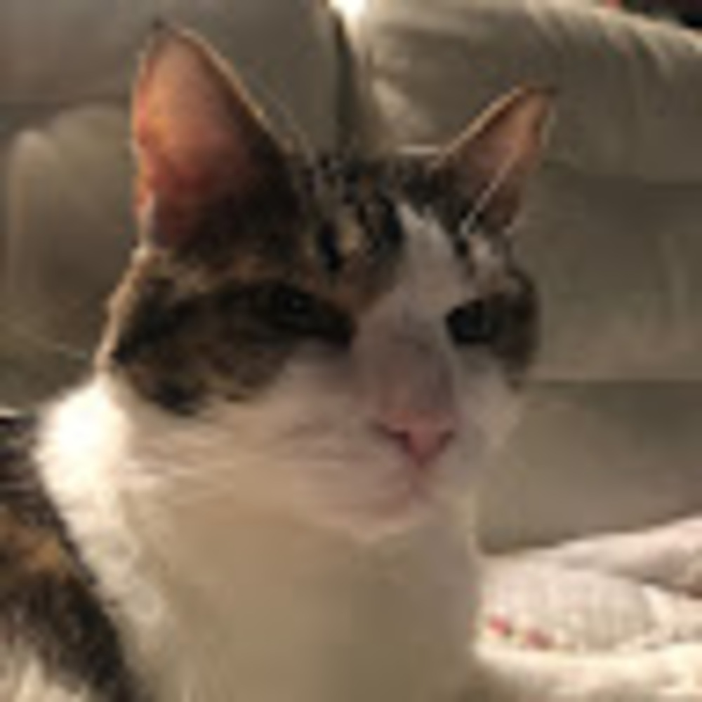Meet your Posher, Maggie